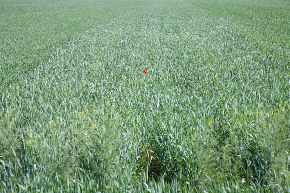 Einsamer Klatschmohn