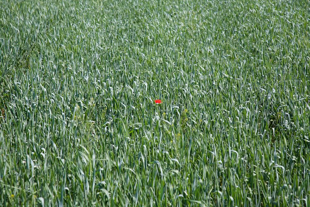 Einsamer Klatschmohn