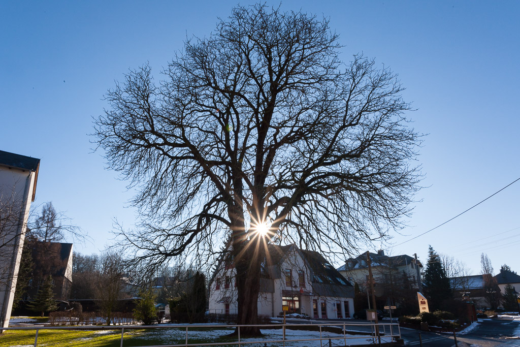 Rosskastanie